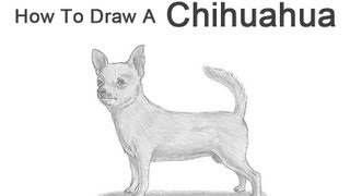 How to Draw a Dog Chihuahua [upl. by Artened]