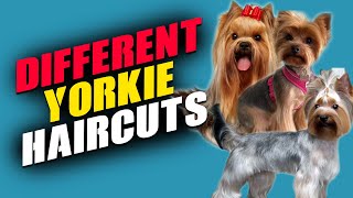 Different Yorkie Haircut Styles  Lots of Yorkshire terrier Hair Styles [upl. by Philipa341]