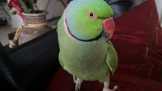 Coco the Talking Indian Ringneck Parakeet Parrot Talking Kissing and being Cute [upl. by Maddock]