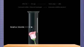 Bleaching Action of Sulphur Dioxide [upl. by Eldrid]