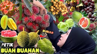 Petik buahbuahan dikebun  Bikin jus buah segar [upl. by Blain]