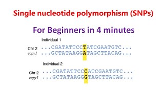 Single nucleotide polymorphism  SNPs  SNPs for beginners [upl. by Yeslaehc]