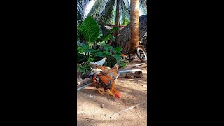 This is my second chicken raising area youtubeshort [upl. by Ellinej]