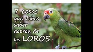 Como cuidar un LORO  Cosas que debes saber de los LOROS [upl. by Sivie]