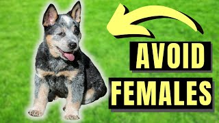 7 Reasons You SHOULD NOT Get A Female Blue Heeler [upl. by Cleodal]