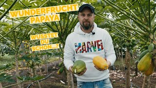 WUNDERFRUCHT PAPAYA  Nachhaltiger Anbau von Papayas in Oberfranken  Papaya als Alleskönner [upl. by Gernhard]