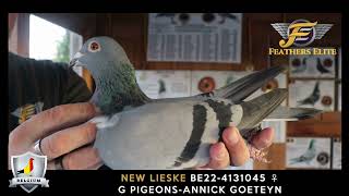 NEW LIESKE G PIGEONS [upl. by Pfeifer]