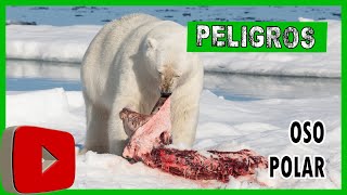 🐻‍❄️🐻‍❄️ Los DESAFIOS del Oso Polar 🐻‍❄️🐻‍❄️ viral locoviral [upl. by Nohtiek]