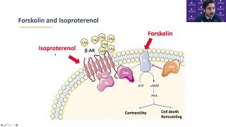 Adenylyl Cyclase V a Novel Target to Treat Heart Failure  January 22  2021 [upl. by Esilahc]