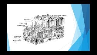 Otolith organs  Part 4 [upl. by Henrieta]