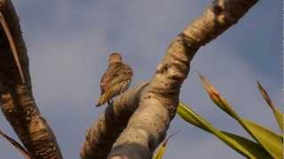 Australasian Figbird Sphecotheres vieilloti ♀  Australischer Feigenpirol 1 [upl. by Deryl]