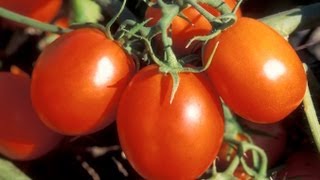 Psoriasis Eczema Tomato History No Tomatoes Cure 12 [upl. by Milone]