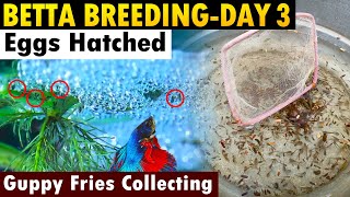 Betta Breeding Day 3  Eggs Hatched  Guppy Fries Collecting [upl. by Athey271]