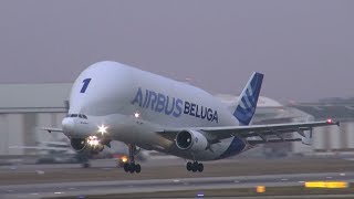 Super Transporter Airbus A300 Beluga Landing  Take off at Airbus Plant Hamburg [upl. by Entruoc]