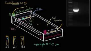 Electroforesis en gel  Biotecnología  Biología  Khan Academy en Español [upl. by Yborian401]