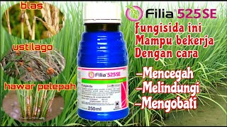 Fungisida Filia Mampu Membasmi Semua Jamur Di Tanaman Padi amp Lainnya [upl. by Letnahs477]