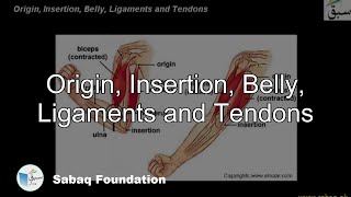 Origin Insertion Belly Ligaments and Tendons Biology Lecture  Sabaqpk [upl. by Ayn]