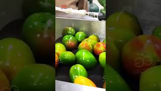 Mango Fruit Washing Grading And Waxing Processing Line machine [upl. by Hewe]