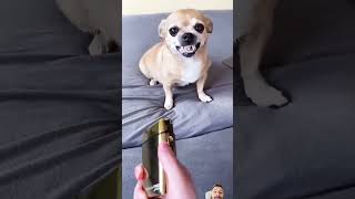 FUNNY TRIMMER dog chihuahuaworld funny chihuahua funnydogs pets memes funnydog animal cat [upl. by Aker]