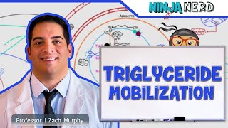 Metabolism  Mobilization of Triglycerides [upl. by Mariam952]