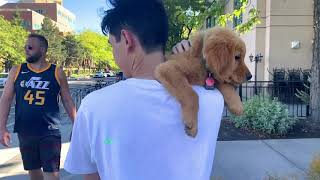 VLOG 12 HOW PEOPLE REACT WHEN THEY MEET A GOLDEN RETRIEVER PUPPY [upl. by Hornstein311]