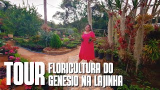 TOUR PELA FLORICULTURA DO GENESIO NA LAJINHA FOLHAGENS COM PREÇOS ÓTIMOS [upl. by Satsok560]