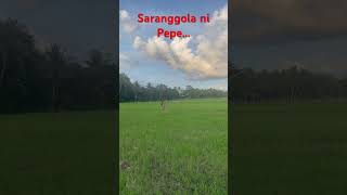 Saranggola ni Pepe [upl. by Willy]