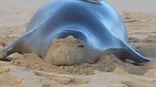 Hawaiian Monk Seal 120 Poipu Beach Kauai HI USA [upl. by Platus30]