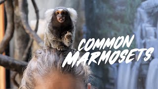 Common Marmoset [upl. by Ultann]