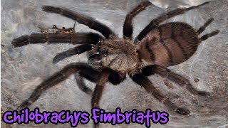 Chilobrachys Fimbriatus  Indian Violet [upl. by Hammerskjold268]