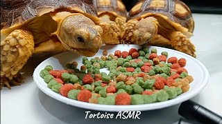 ASMR This baby African tortoise is eating a plate of pellets [upl. by Nilerual]