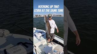 Cobia Mayhem on Hurricane Debris fishing shorts fishingvideo [upl. by Duahsar]