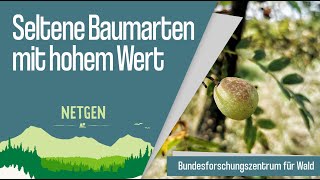 Seltene Baumarten mit hohem Wert [upl. by Pazit206]