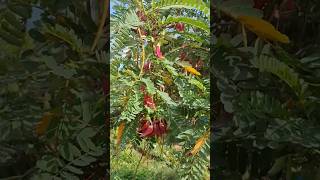 Agathi keerai Humming bird treenature hummingbird treegarden [upl. by Perkin]