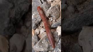 Long stemmed ants003 10 insects cuteanimal millipede cutemonkey cutepet giantmillipedes [upl. by Hajar]