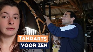 Tandarts voor Zen  Draver Zenith  Vlog 156 [upl. by Adaurd210]