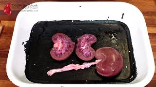 Kidney Excretory System Dissection GCSE A Level Biology NEET Practical Skills [upl. by Akenit]