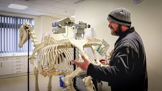 The Equine Skeleton  Hind Limb with Paul Conroy Bsc AWCF  Farrier Vlog [upl. by Rebm]