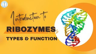 Introduction To RIBOZYMES  Types amp Function [upl. by Euphemie]