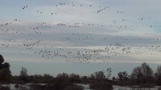 Gray Lodge Wildlife Area Gridley CA [upl. by Ardnossak]