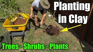 Planting in Clay Soil  Trees Shrubs and Plants [upl. by Dillon364]