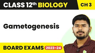 Gametogenesis  Human Reproduction  Class 12 Biology 202223 [upl. by Eletnahs663]