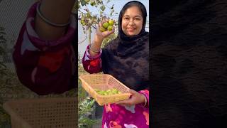 Sweet Ber Harvest from My Rooftop Garden  Organic and Delicious fruit organic ber [upl. by Jeremias565]