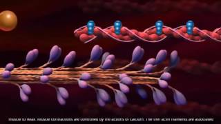 AampPI Myofibril Contraction [upl. by Aneles]