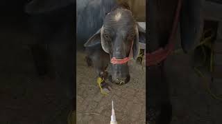 Guess who will get injection 😱🤫dogcowgoatbuffloviral trandingshortsforyouanimalsVetDrpets [upl. by Suiraj]