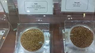 Rice Variety in IGKV Raipur Museum [upl. by Dlorrej]