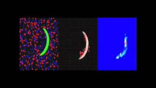 Plasmodium Sporozoite Motility Is Modulated by the Turnover of Discrete Adhesion Sites [upl. by Grubman893]