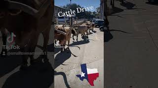 Preserve Our Heritage Cattle Drive Fort Worth Texas Stockyards [upl. by Eibrad]