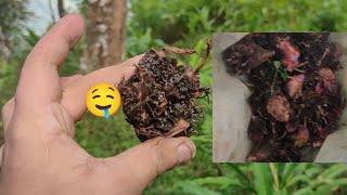 cardamomइलायची Harvesting Time [upl. by Sasnett]