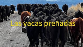 El Veterinario Terminó Los Numerosos Fueron Muy Positivos Las Vacas 🐄 Preñadas Regresan Al Pastizal [upl. by Pearla]